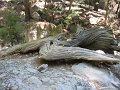 IMG_2171 - Copy